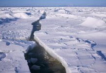 Arctic and Antarctic: where they are and how they differ