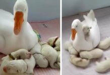 Goose helps an exhausted bitch with the puppy care