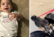 Ten month old baby dies after Rottweiler attack