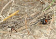 What are the most poisonous spiders in Spain and where are they found?