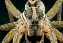 Wolf spider: what it is, where it lives and other curiosities