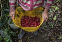 Bill that seeks greater labor formality in the field approved in the first debate