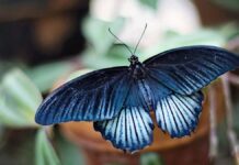 What is the legend of the blue butterfly?