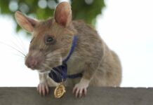 Medal-awarded rat is retiring: it saved many lives