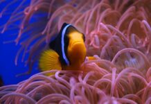 Fish sleep
