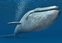 What are the animals with the largest penis in the world?