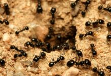 The 5 most dangerous ants in the world