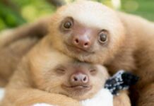 Researcher raises abandoned baby sloths