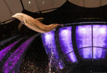 Dolphin Show at the Georgia Aquarium