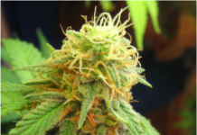 Here Are the Facts About Marijuana Laws in Los Angeles and California