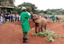 Elephant Orphanage Guide David Sheldrick Wildlife Trust