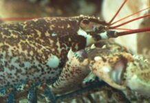 How to Make a Traditional Maine Style Lobster Batch