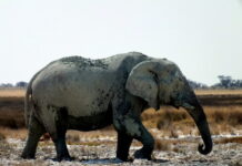 How to make a luxury safari in Africa more affordable