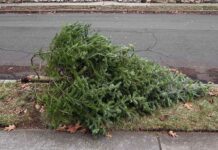 Where to get rid of your Christmas tree in Dallas – Fort Worth