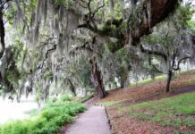 The North Carolina State Tree