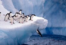 The 5 species of indigenous animals of Antarctica