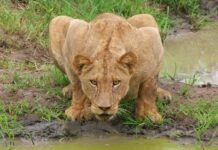 Top tips for enjoying a night safari in Africa