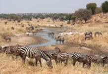 Tarangire National Park, Tanzania: The Complete Guide