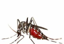 Mosquitoes in Minneapolis and St. Paul