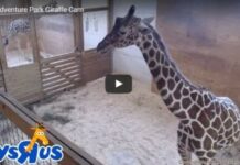 Here's how to meet April the Giraffe
