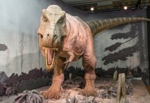 T. Rex Encounter Exhibit