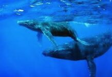 The humpback whales of Hawaii