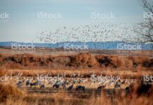 Crane Festival in the Apache Forest