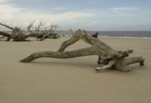 Jekyll Island – Georgia's historic Golden Island