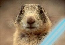 What the heck is groundhog day anyway?