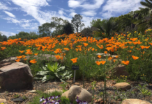 Exploring Alaska Botanical Gardens