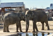 Philadelphia Zoo elephant exhibit to close