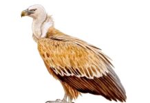 Return of the Hinckley Vultures