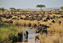 How to experience the great annual migration from East Africa