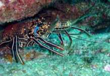 Spiny lobster season in San Diego