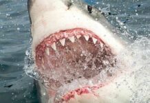 How to Reduce the Risk of Shark Attack and Injury