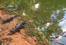 A guide to visiting Reptilia