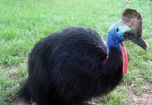 What is the most dangerous bird in the world