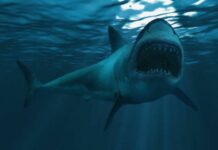 How do sharks organize to hunt?