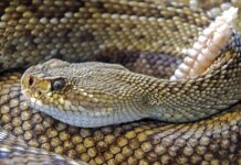 What does dreaming with snakes mean? All interpretations
