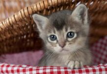 These are the most popular cat breeds in Germany
