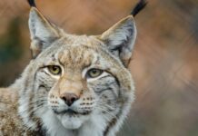 The curiosities and other interesting things that you did not know about the Iberian lynx