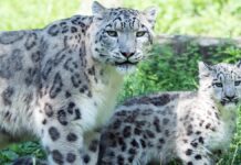 Coronavirus in animals: Rare snow leopard infected