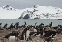 Confirmed: Antarctic penguins are eating microplastics