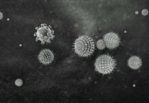 Corona "only a few mutations away" from escape variants – epidemic protection authority warns