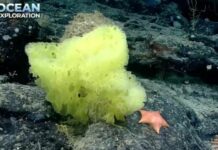 SpongeBob and Patrick exist The viral photo that sweeps social networks