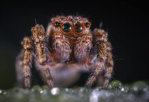 The dangers of the bite of the false black widow that has appeared in Spain