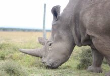 Researcher: Success in saving rare rhino subspecies