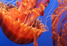 This is the giant jellyfish that has appeared on Spanish beaches: It can weigh 40 kilos!