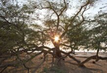 What does the tree of life mean?