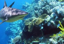 Why are sharks important to marine ecosystems?